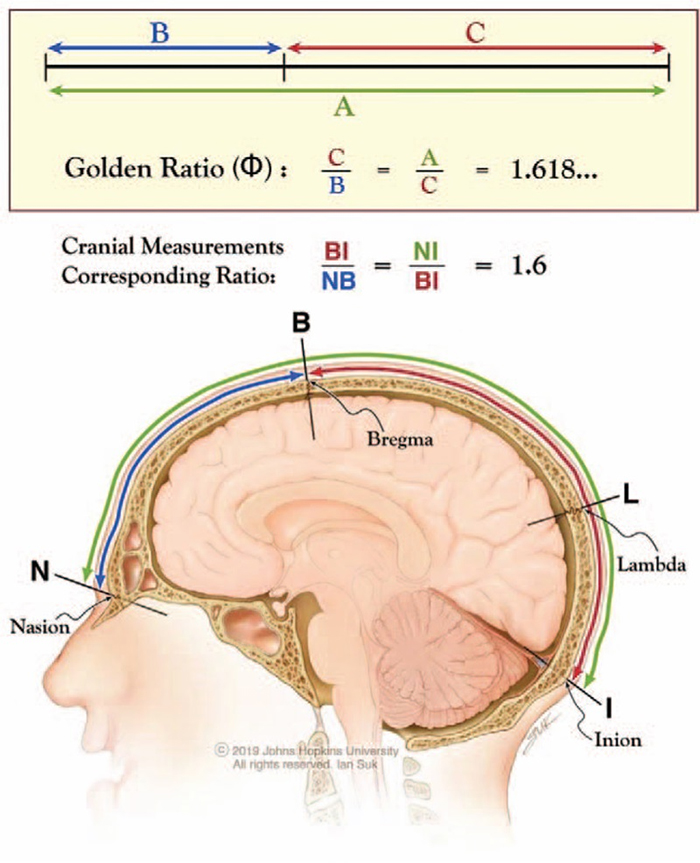 Golden ratio distances in the human skull