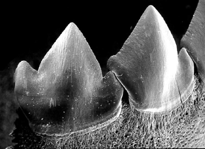 dientes de piraña 2