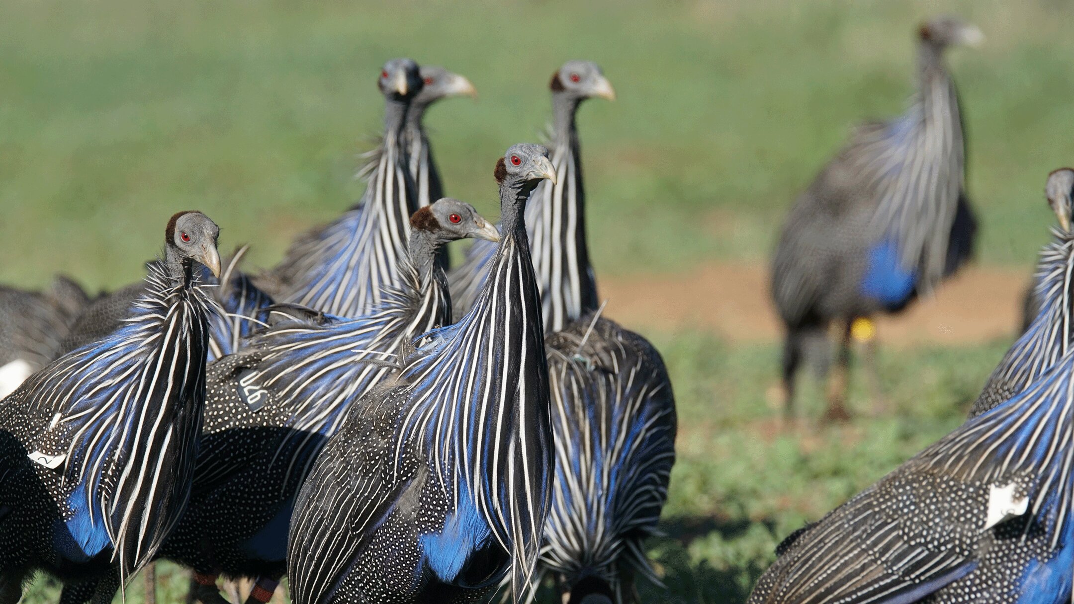 Las aves de Guinea buitres se mueven a través del paisaje en grandes grupos. (James Klarevas)