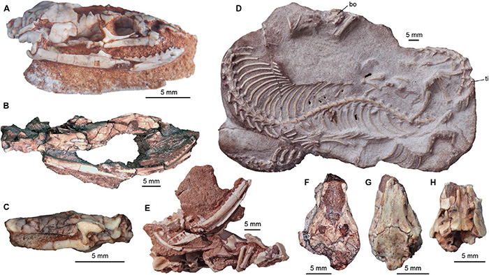 especímenes de serpiente najash flinders