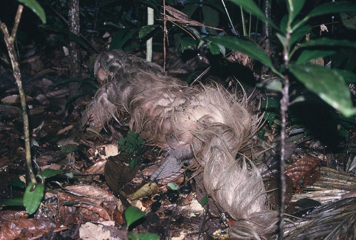 soggy sloth