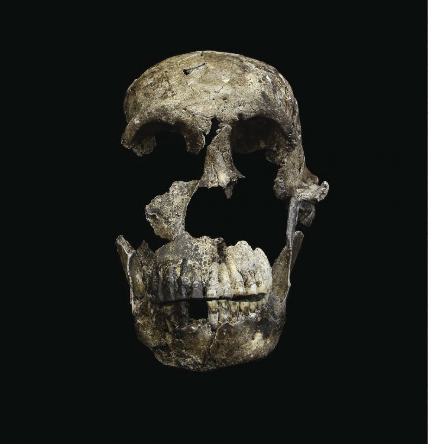 "Neo" skull of Homo naledi from the Lesedi Chamber. (John Hawks/University of the Witwatersrand)