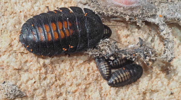 cucaracha trilobite