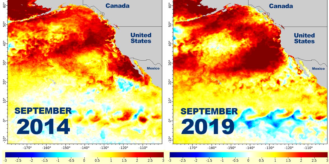 Comparison of sea-surface-temperature anomalies for 2014, when 'The Blob' emerged, and 2019. (NOAA Fisheries)