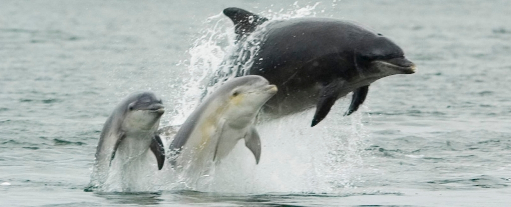 dolphinpodspregnancy