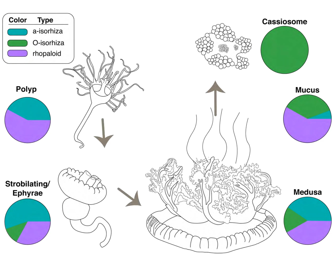 Etapas del ciclo de vida de C. xamachana y su moco cargado de casiosomas. (Ames et al., Communications Biology, 2020)