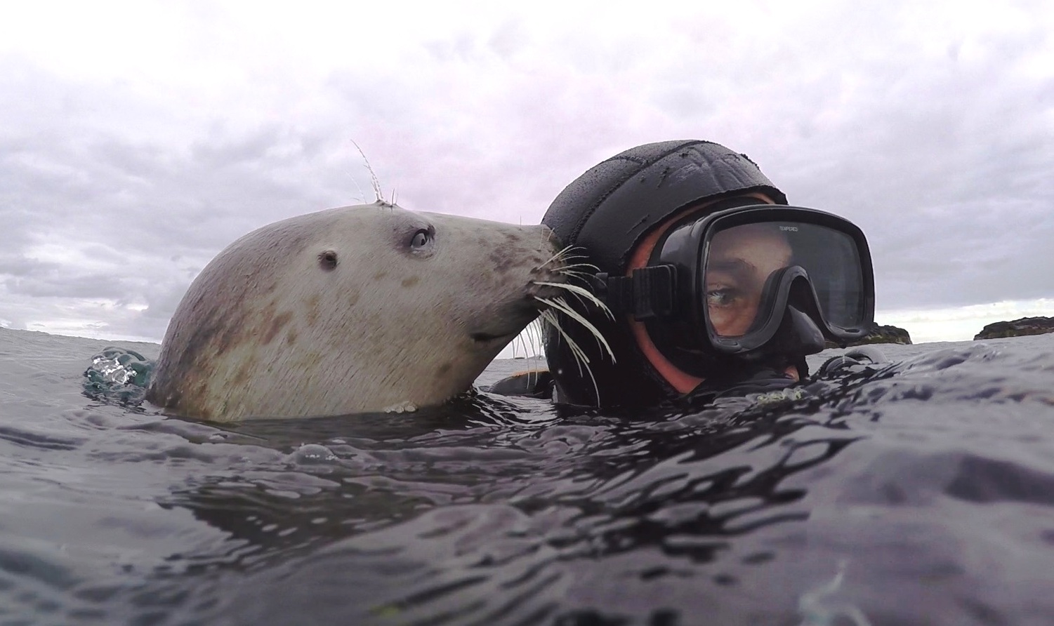 Ben Burville with a wild grey seal. (Ben Burville)