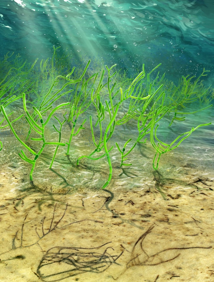 reconstrucción de algas