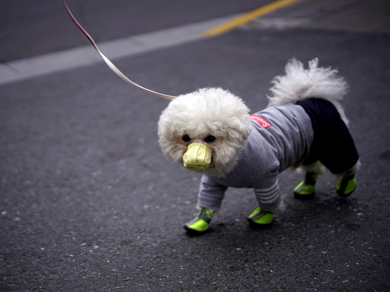 Un perro en Shanghai el 2 de marzo. (Aly Song / REUTERS)