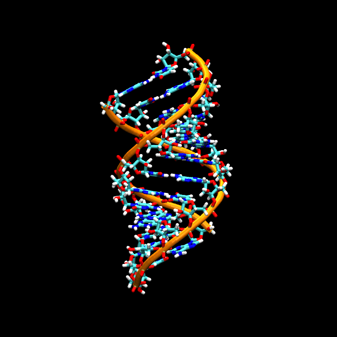 ARN bicatenario