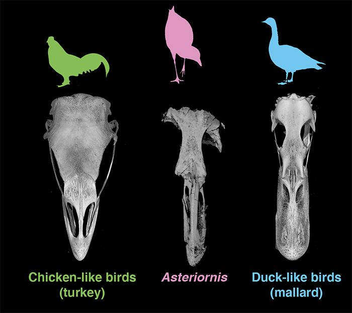 Comparación entre cráneos. (Daniel Field / Universidad de Cambridge)