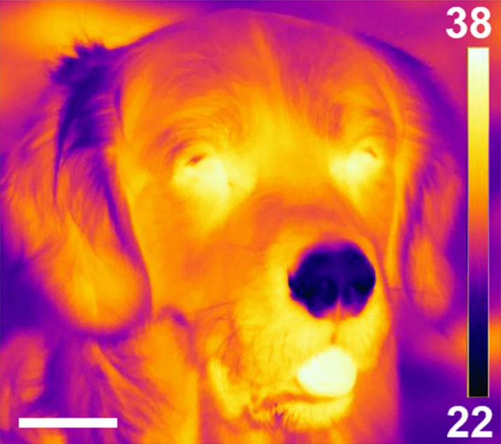 dog heat 2