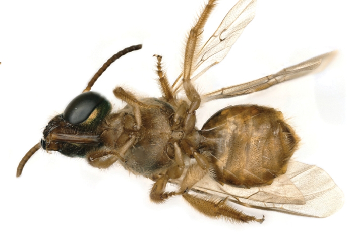 patas de abeja