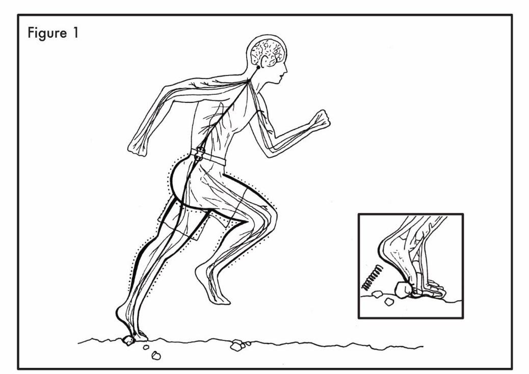 Proper barefoot running form. (Peter Francis)