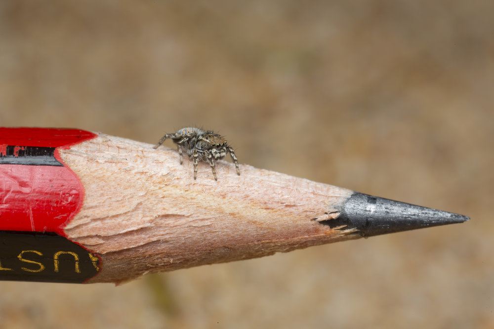 jumping spider on a normal pencil