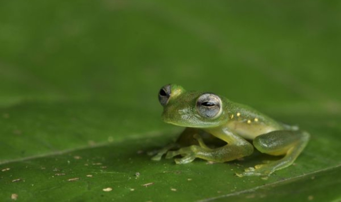 010 glass frogs 2