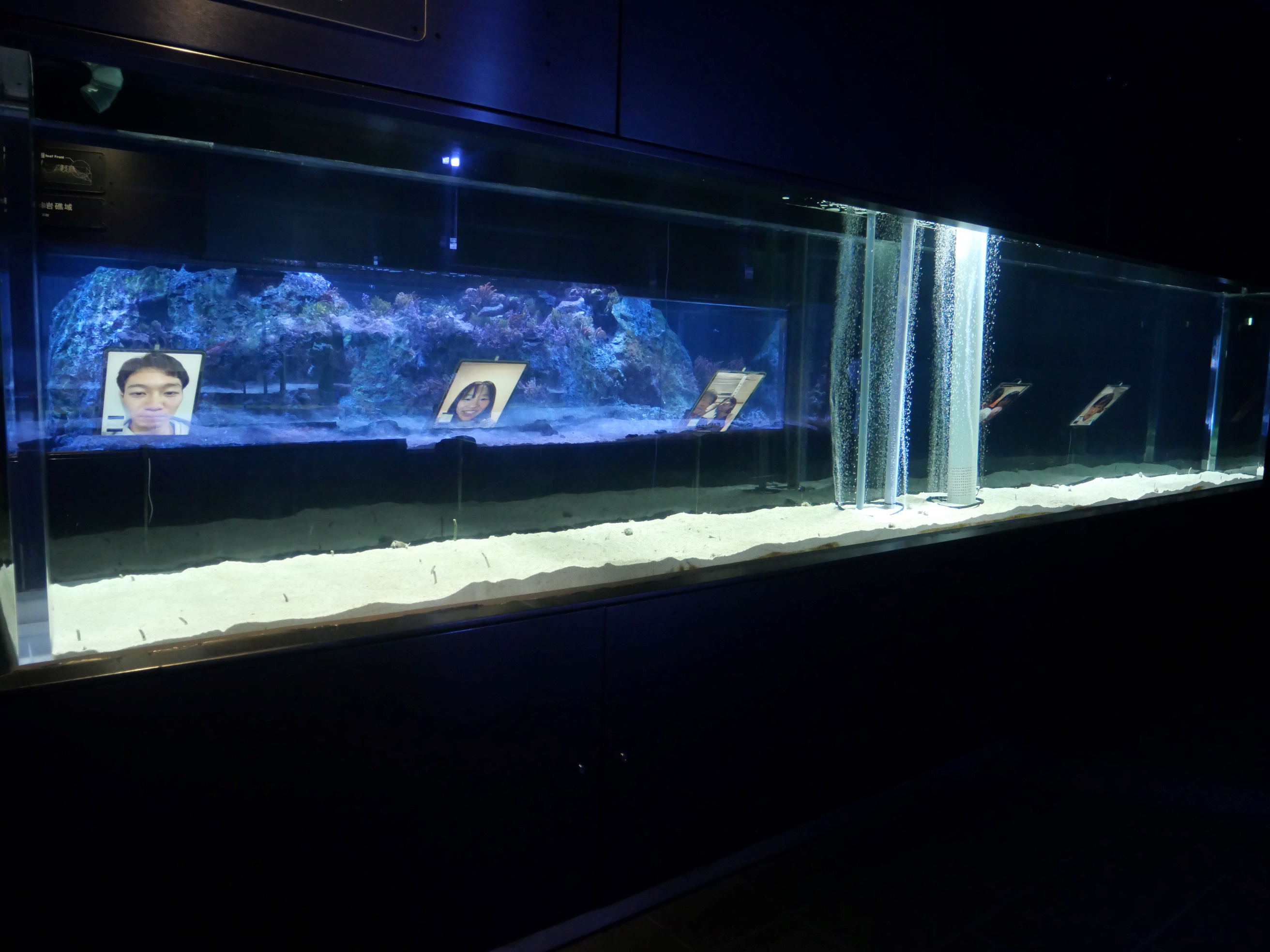Sumida Aquarium eels. (Reuters)