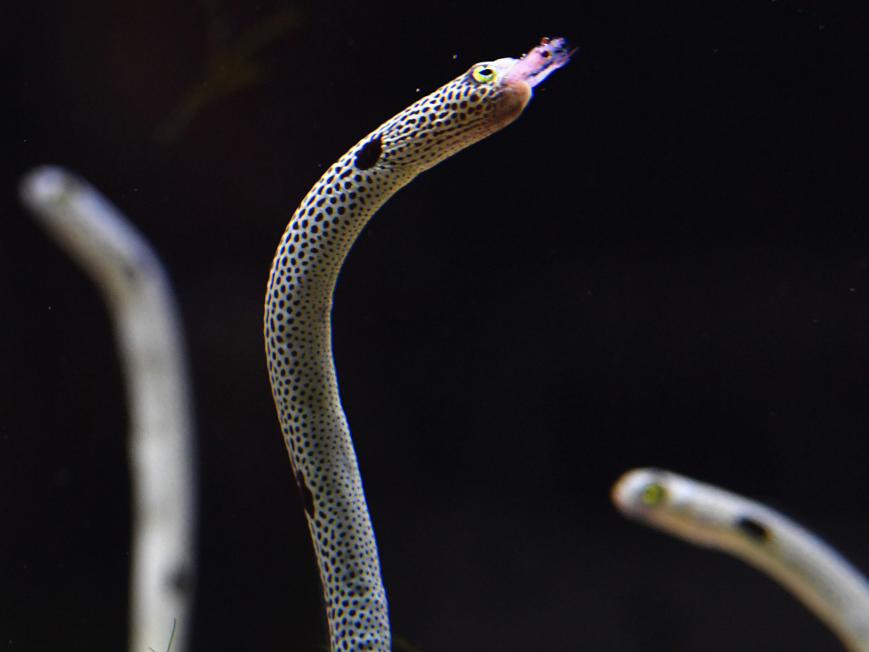 Feeding eel. (The Asahi Shimbun/Getty Images)