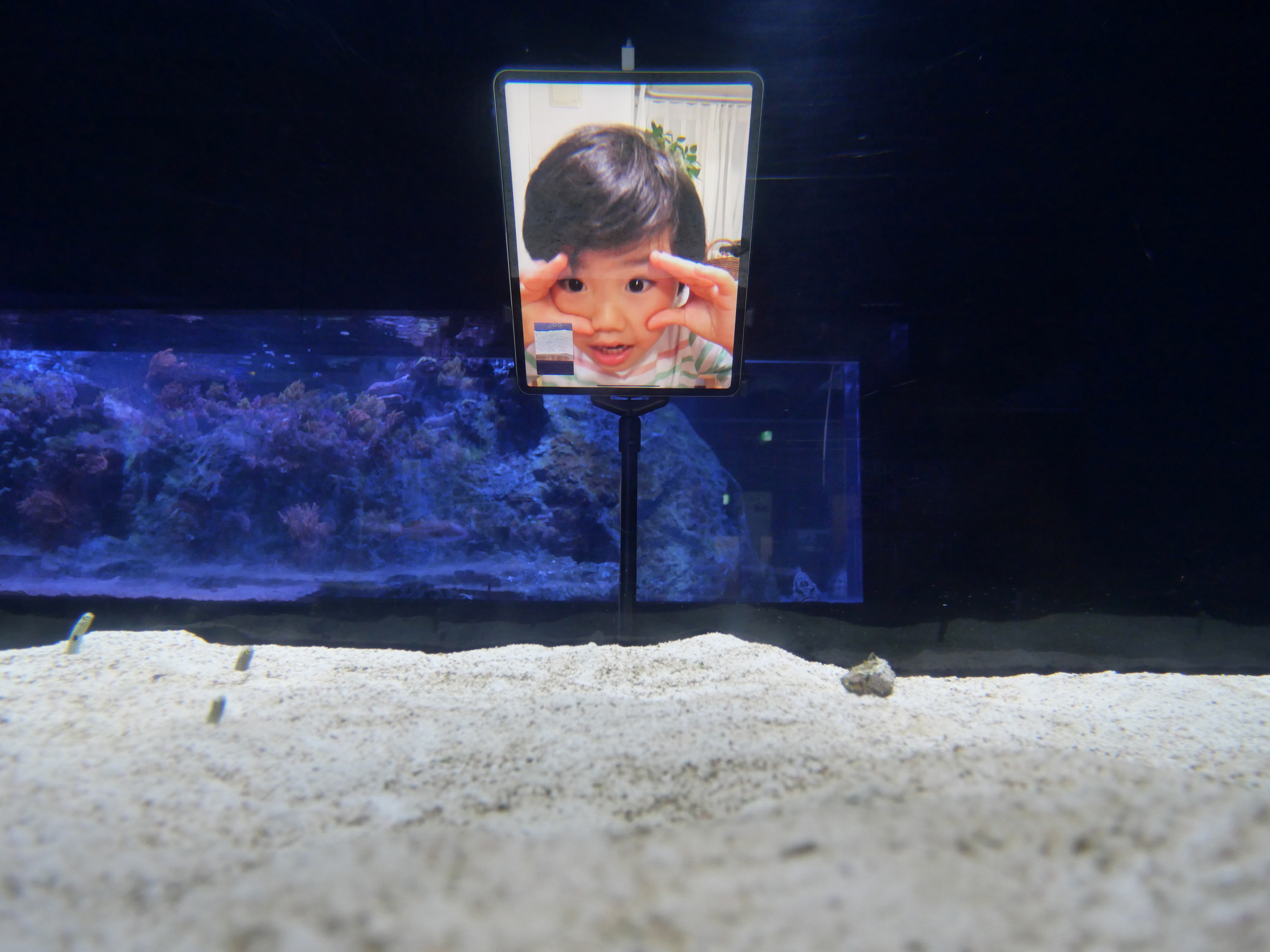 FaceTiming Sumida Aquarium eels. (Reuters)