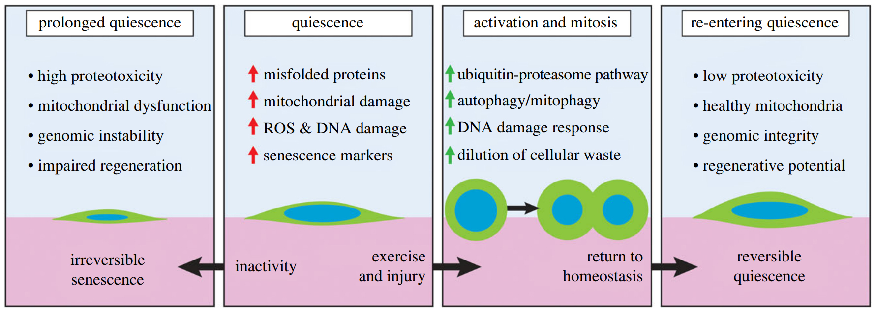 Healthy dormancy (quiescence) requires regular activation. (Chen et al, Open Biology, 2020)