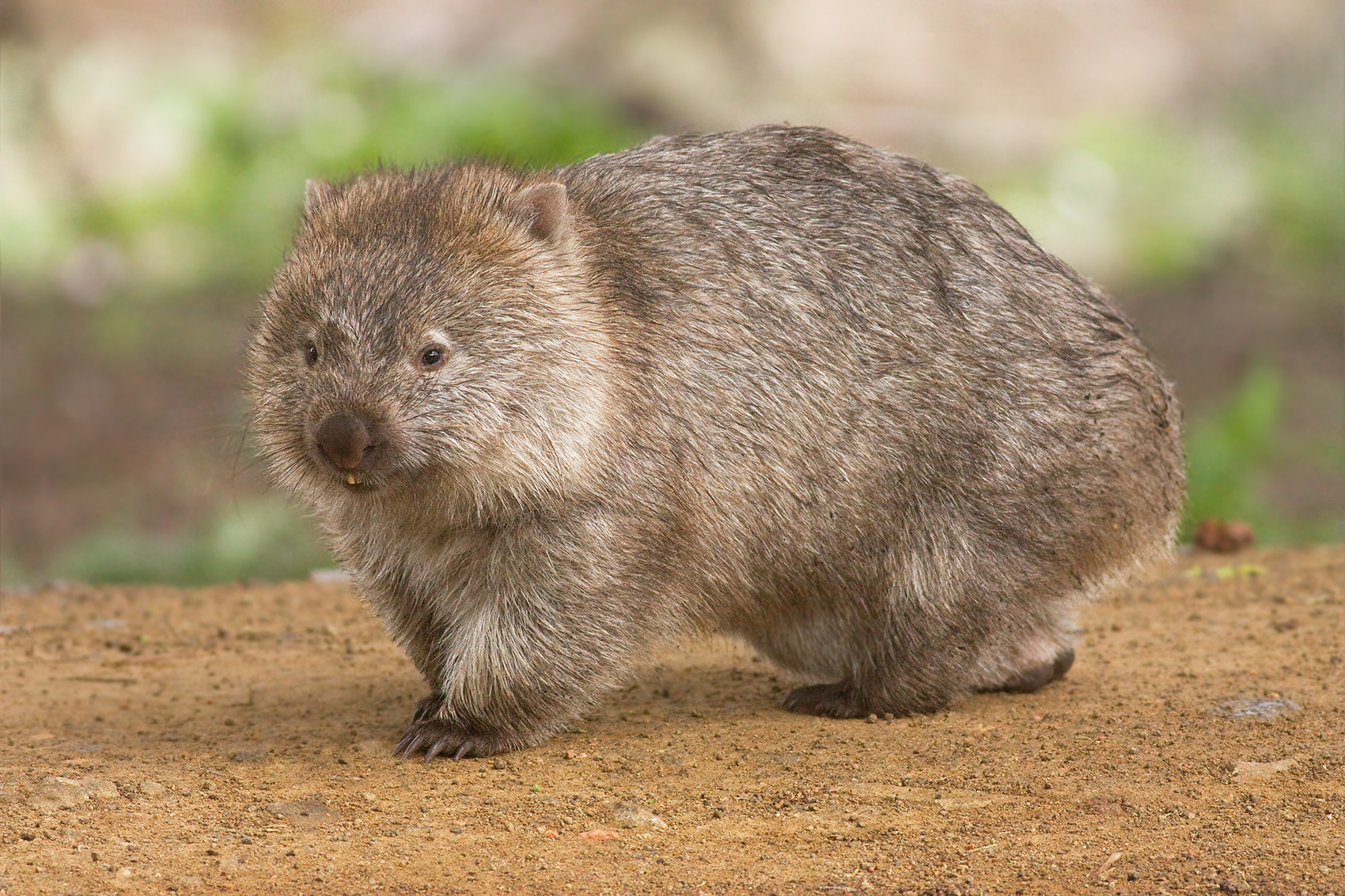 The common wombat (Vombatus ursinus). (JJ Harrison/Wikipedia/<a href="https://theconversation.com/meet-the-giant-wombat-relative-that-scratched-out-a-living-in-australia-25-million-years-ago-141296">CC BY-SA 3.0</a>)