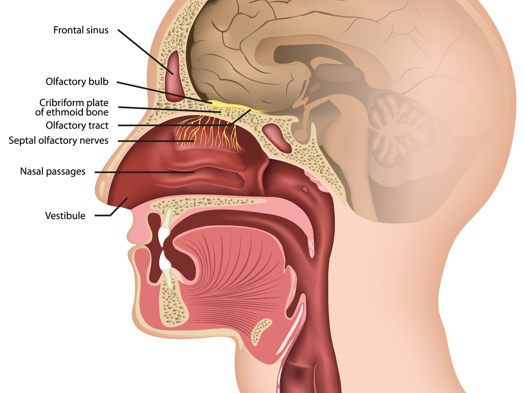 Location of the olfactory bulb. (medicalstocks/Shutterstock)