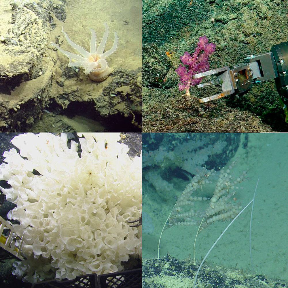 Examples of organisms collected. (Ocean Exploration Trust/Nautilus Live)