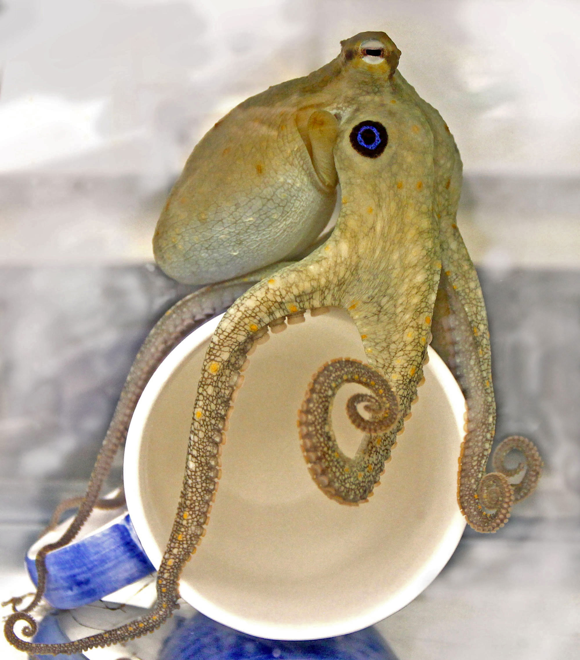 Octopus touch-tasting a cup. (Lena van Giesen)