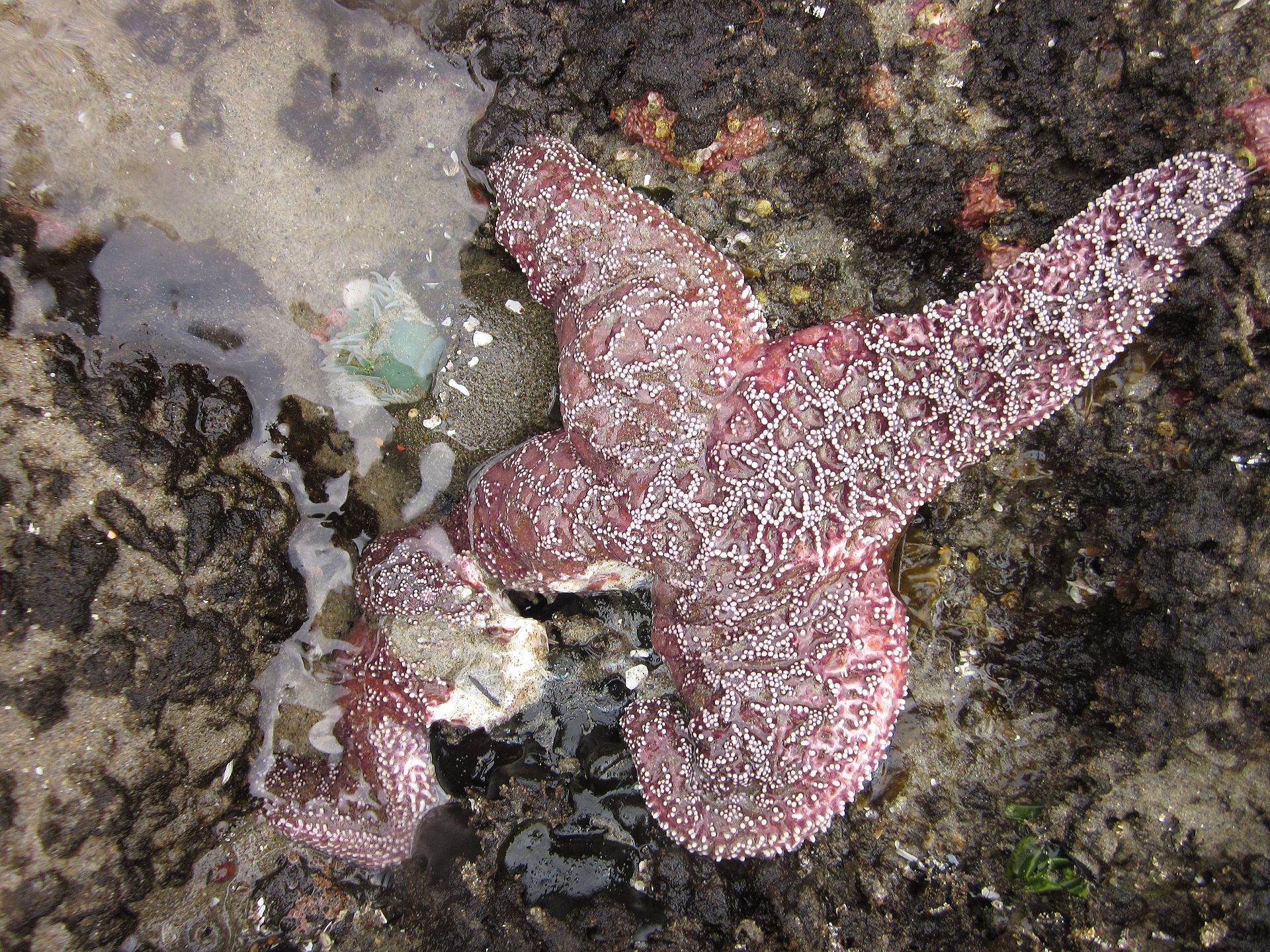 Leg of Pisaster ochraceus disintegrating from sea star wasting syndrome. (Elizabeth Cerny-Chipman/Oregon State University)
