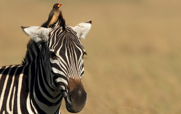An oxpecer sits atop a zebra's head