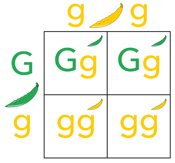 An example of a Punnett square using green (dominant) and yellow (recessive) pea plants