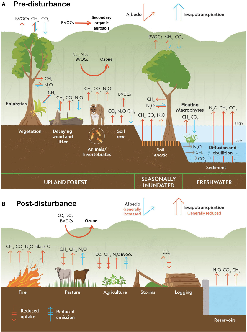 Greenhouse gases in the Amazon