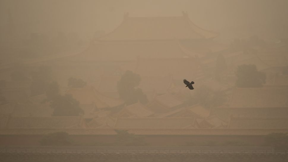 Crow flies through the thick dust over the Forbidden City Palace. (WANG ZHAO/AFP/Getty Images)