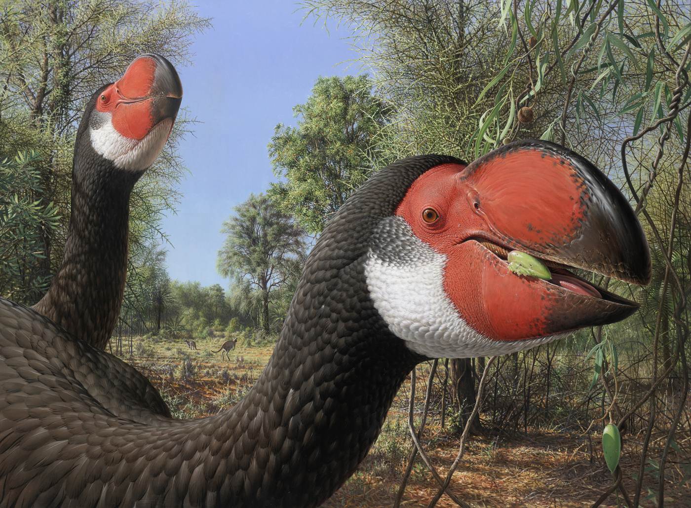 Artist's impression of the largest mihirung, Dromornis stirton. (Peter Trusler)