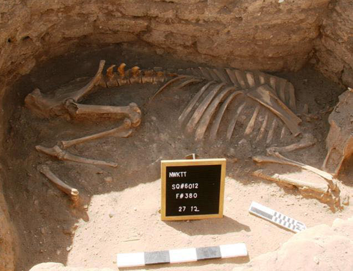 The skeletal remains of a cow or bull found in the 'Lost Golden City' in Egypt