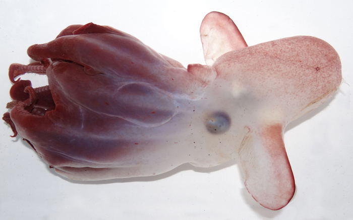 Grimpoteuthis Imperator, a newly described dumbo octopus, seen from the side.