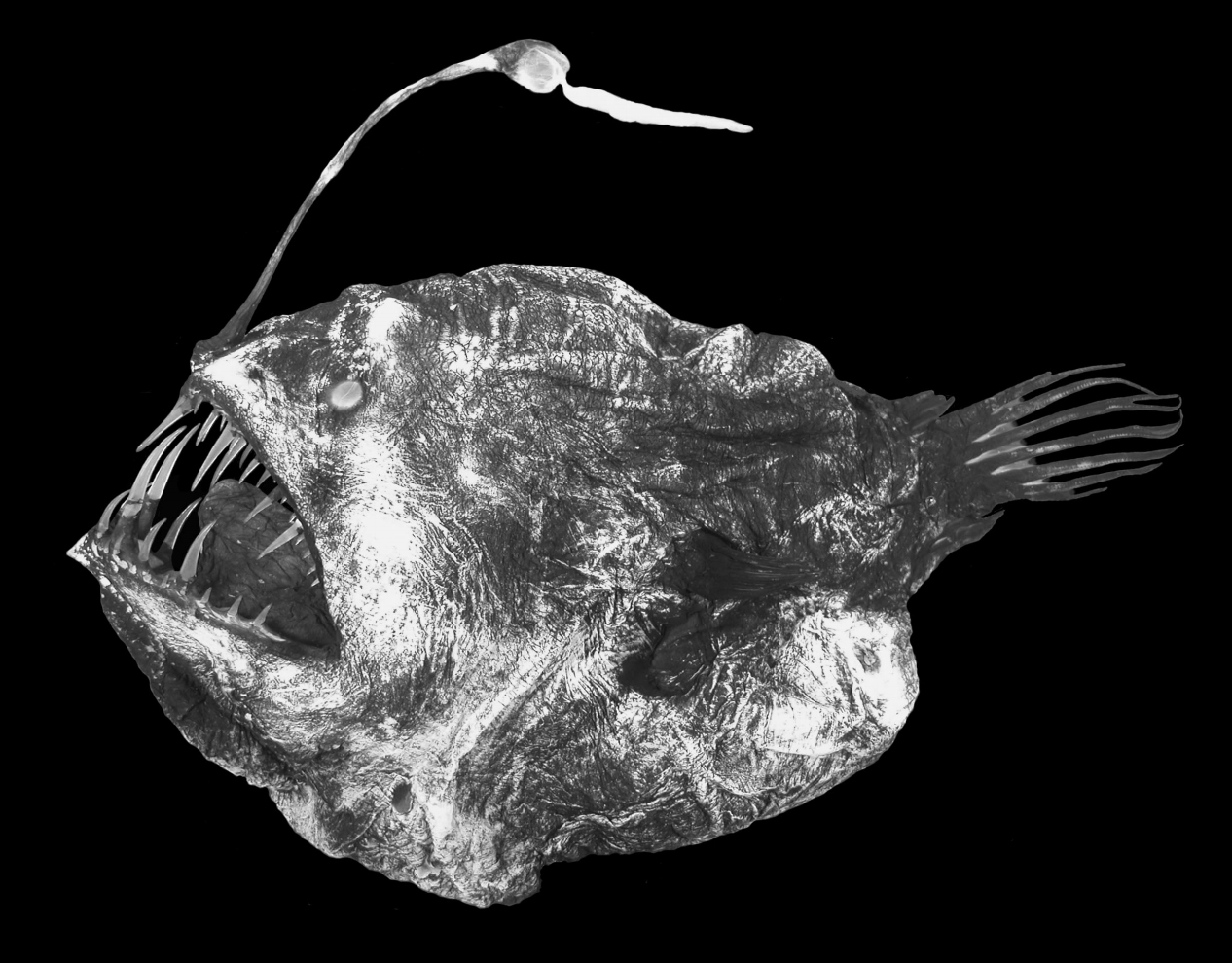 Fossil fo the deep sea anglerfish, Acentrophryne dolichonema. (Peitsch & Shimazaki, Copeia, 2005)