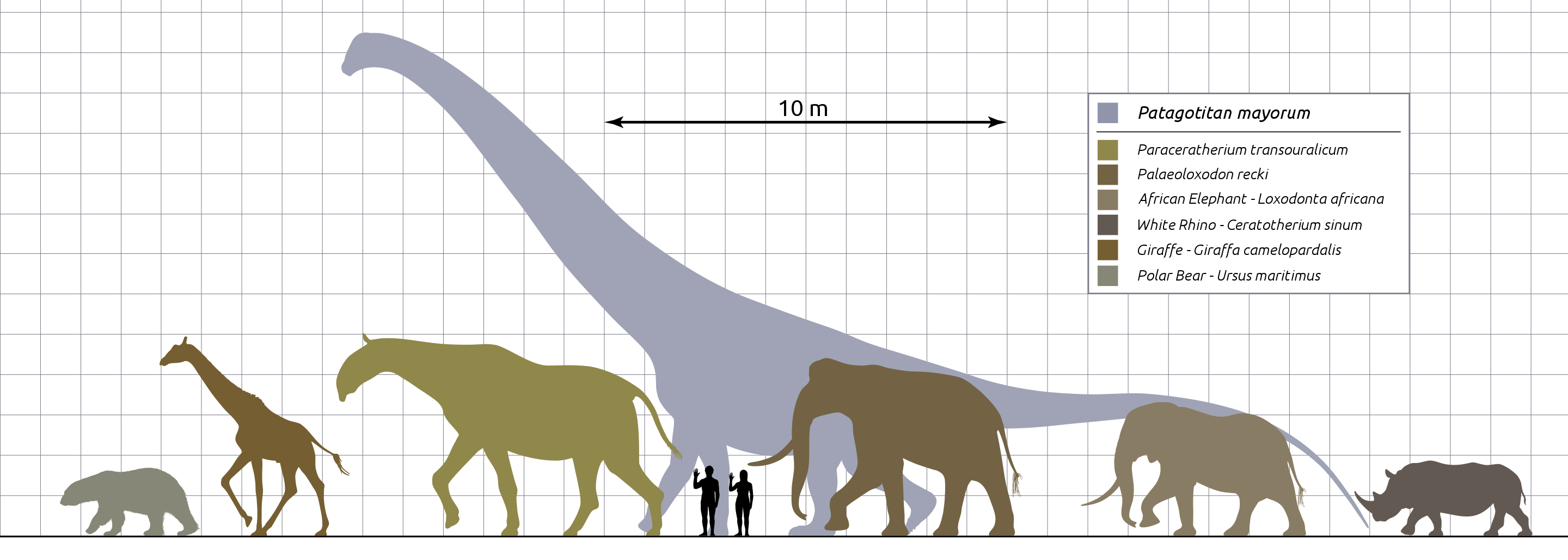 2880px Patagotitan vs Mammals Scale Diagram SVG Steveoc86.svg
