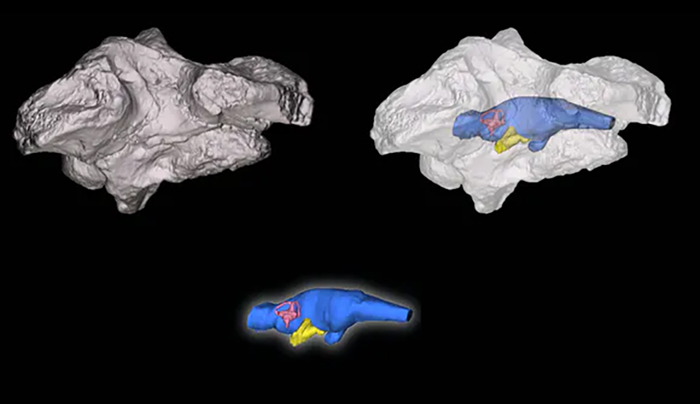 MRI scans of the river boss crocodile's skull and cavity, with colour impression of the brain