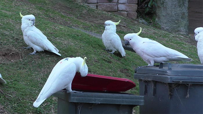 cockatoos watching one of their own