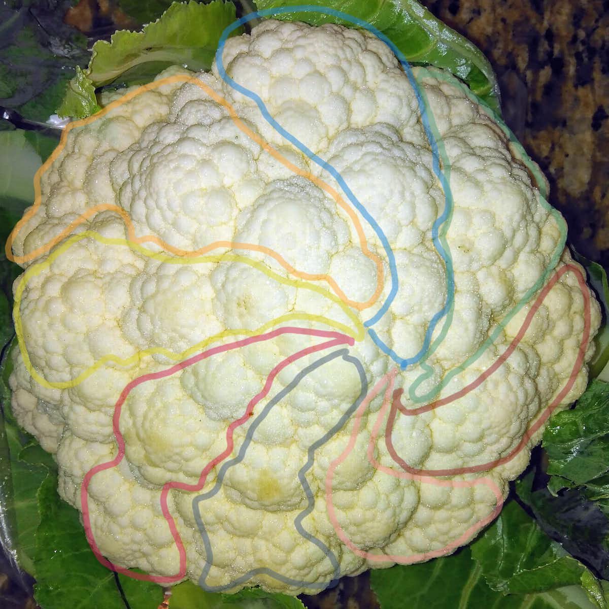 Eight anticlockwise spirals on the same cauliflower as above. (Etienne Farcot)