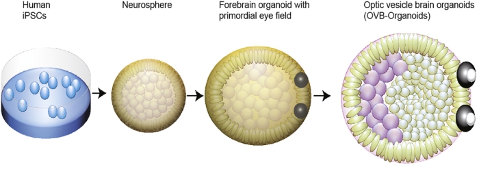 An illustration showing the development of an organoid.