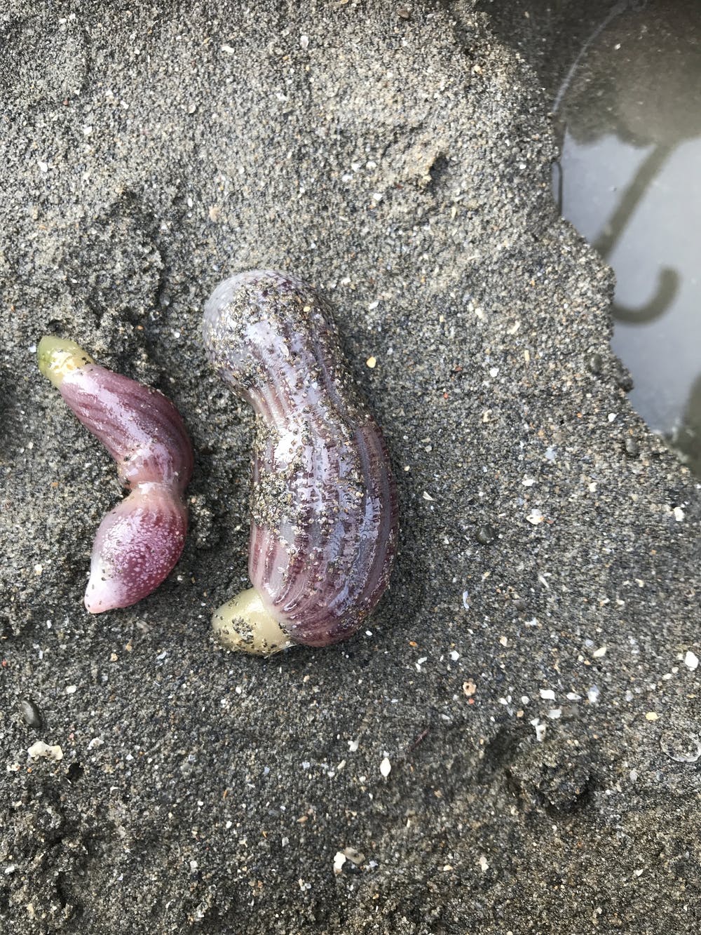 There are an estimated 236 species of penis worm. (Rogerl Josh/iNaturalist/CC BY-NC)