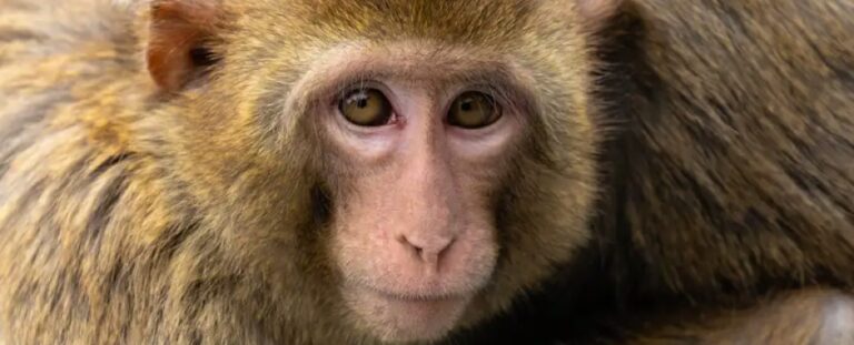 Male Monkeys Have More Homosexual Sex Than Straight Sex Study Shows ScienceAlert