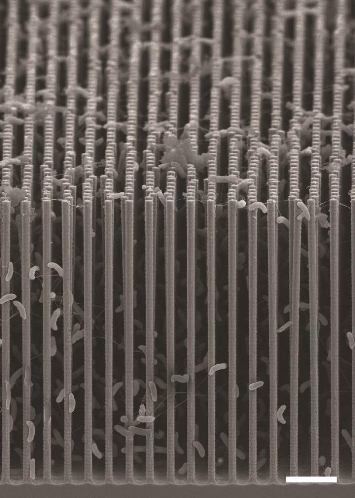 This is a cross-sectional SEM image of the nanowire-bacteria hybrid array used in a revolutionary new artificial photosynthesis system. (Credit: Berkeley Lab)