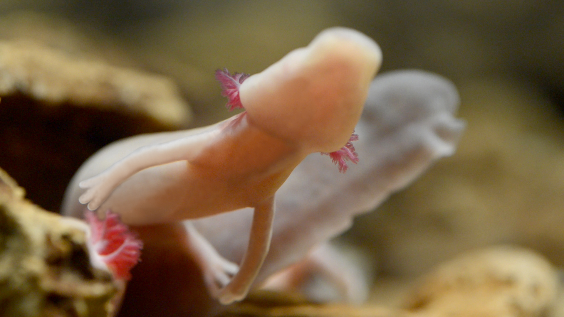 The female olm in Postojna Cave aquarium has laid one more egg almost two months after the first laying in January.  c. photo Ciril Mlinar Cic Postojna Cave  