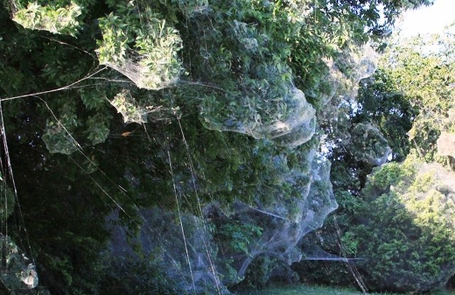 Ok, cure me please: SPIDERS! - Page 4 SpiderCity_web_1024