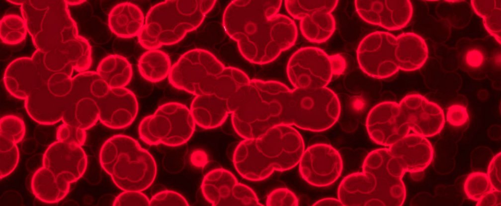 blood-cells-nhs_1024.jpg