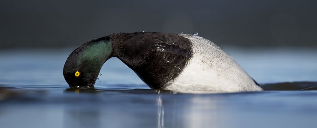 duck penises ducks sciencealert effects