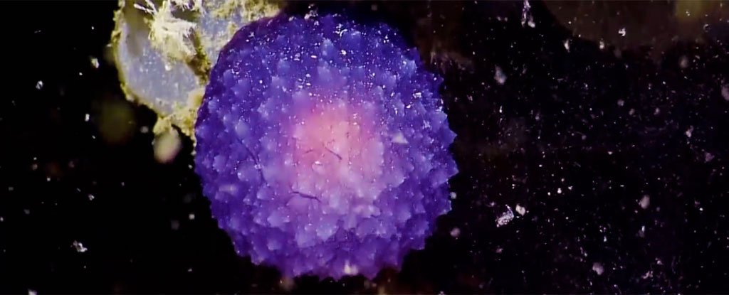 Scientists have found a weird, glowing purple blob on the ocean floor